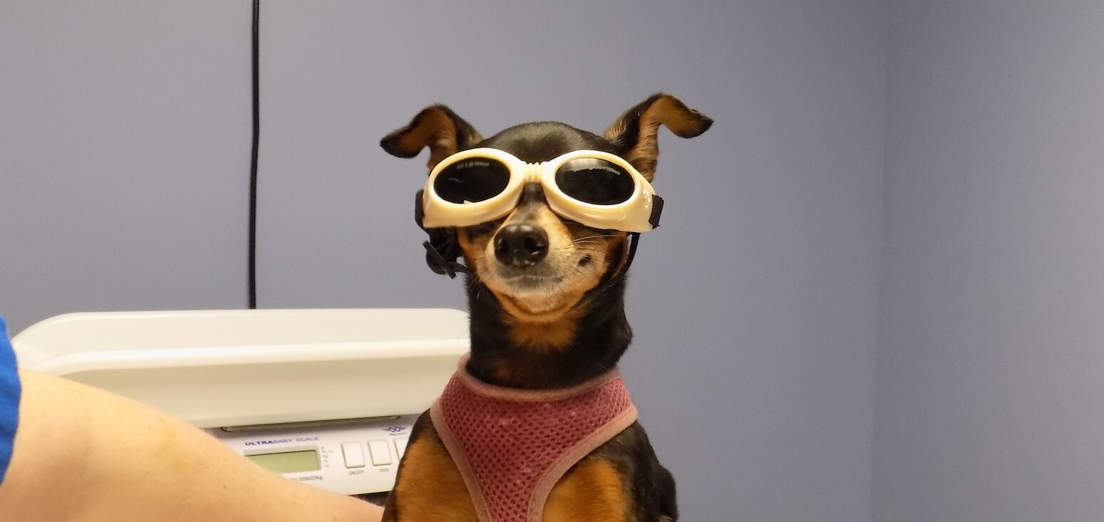 Foster Veterinary Clinic
