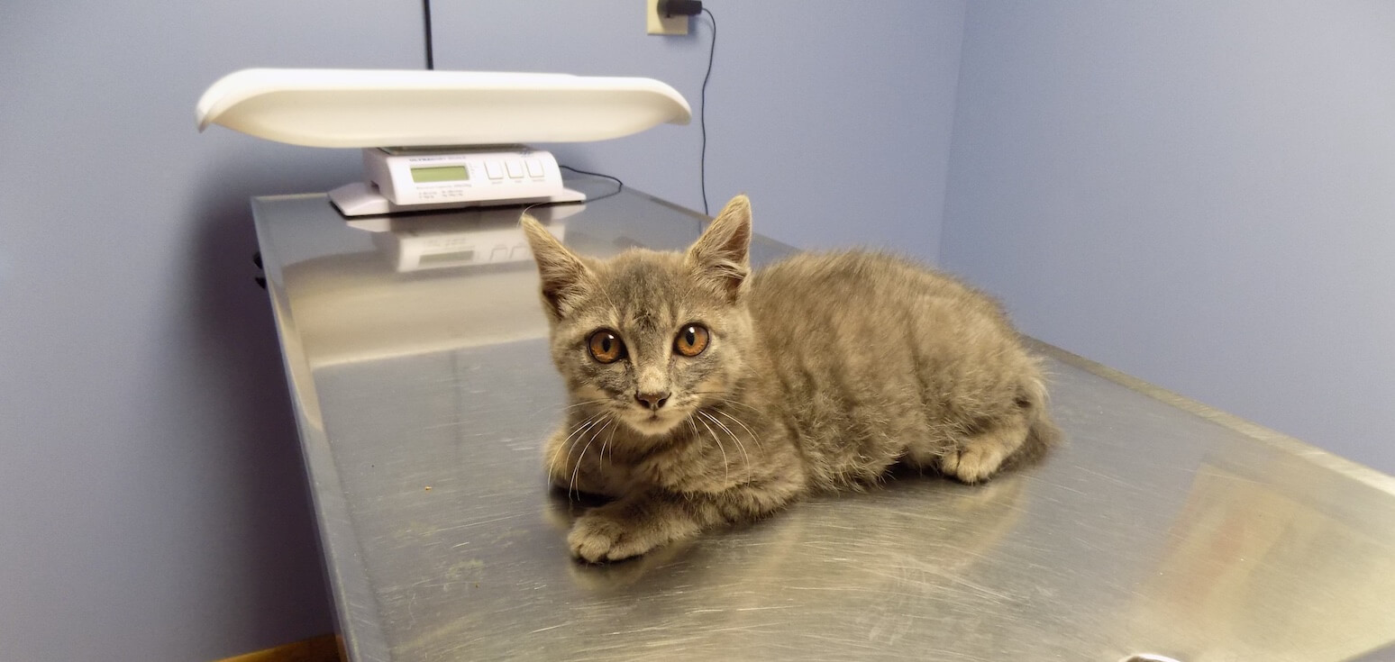 Foster Veterinary Clinic