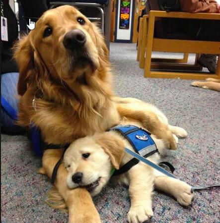 Foster Veterinary Clinic 