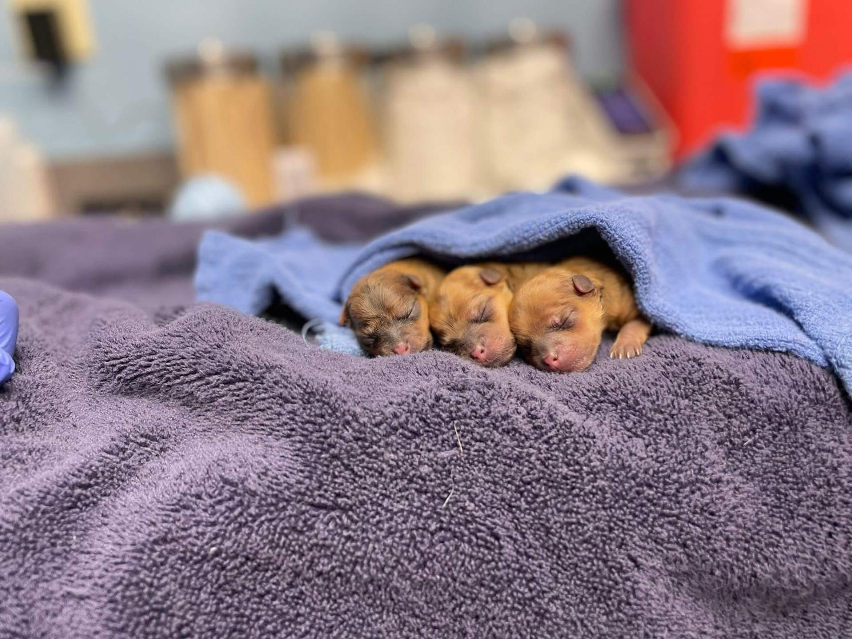 Veterinary Clinic in Foster Mobile