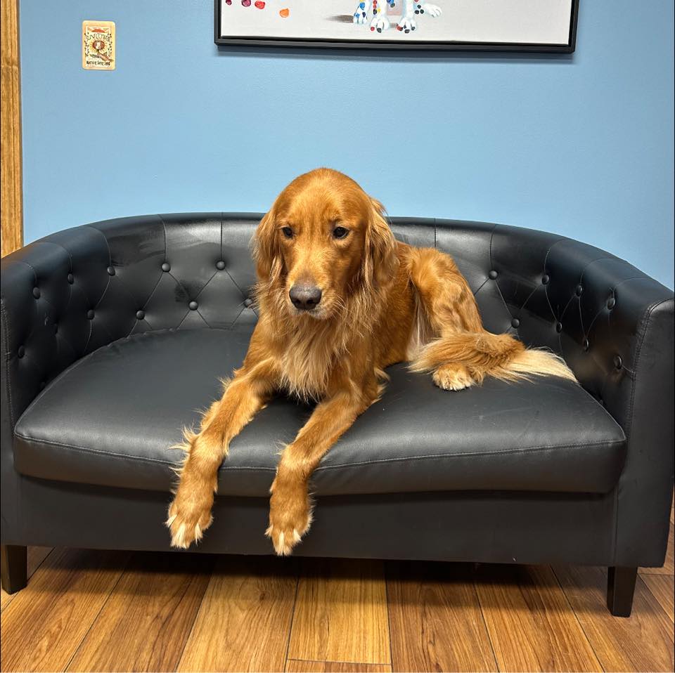 Veterinarians in Foster, RI 