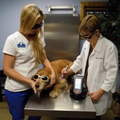 Therapeutic-Laser-for-Pets-img