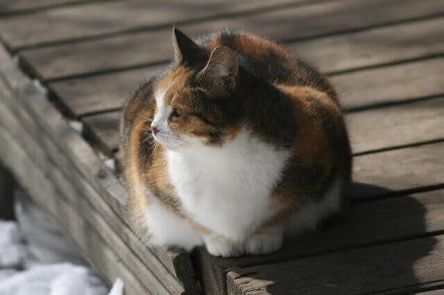 Fat Cat