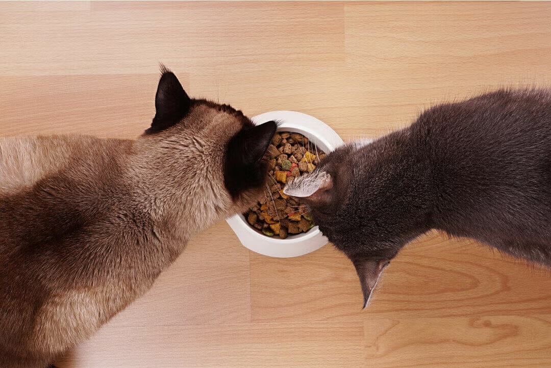 Cats Eating