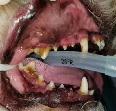 Pet Dentistry Before in Foster