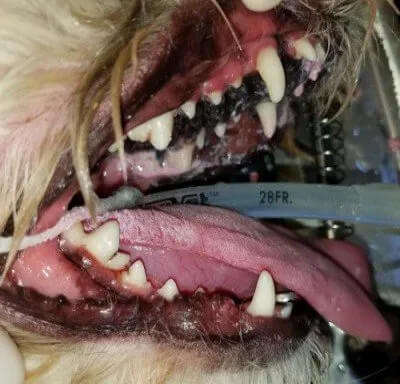 Pet Dentistry After in Foster