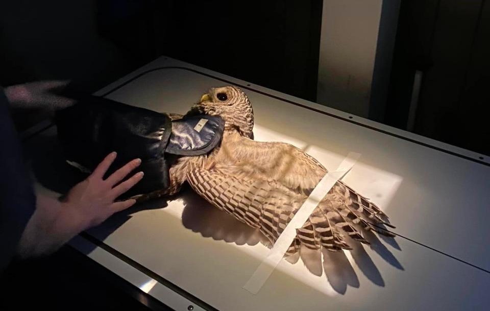 Pet Diagnostic Imaging in 