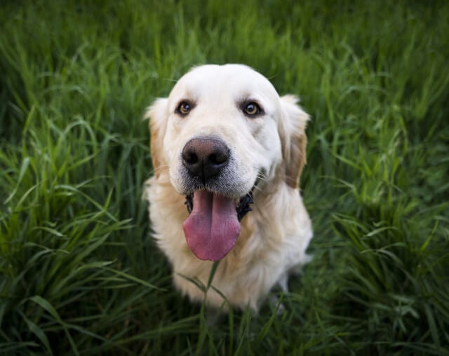 Emergency Dog in Foster