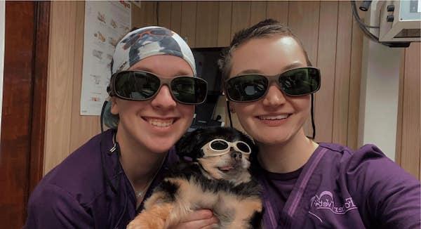 Pet Laser Therapy in Foster
