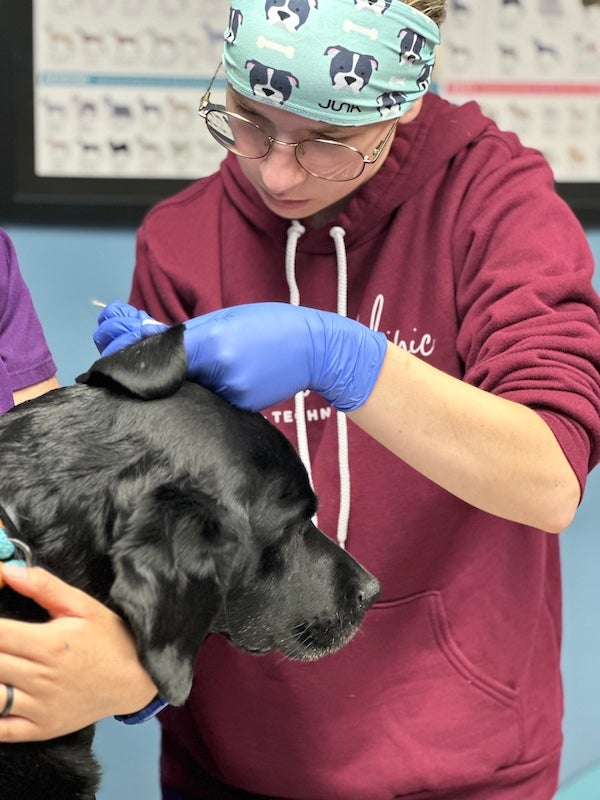 Animal Wellness Care in Foster Veterinary Clinic