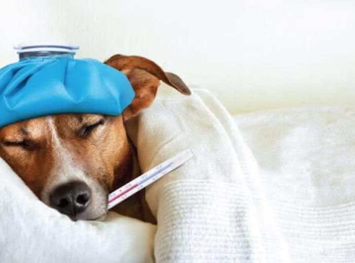 Can Your Pet Get the Flu? What You Need to Know About CIV
