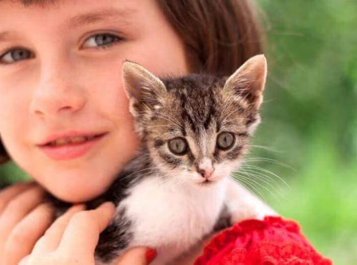 Bringing Home a New Kitten