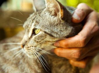 Four Fixes for Feline Behavior Issues